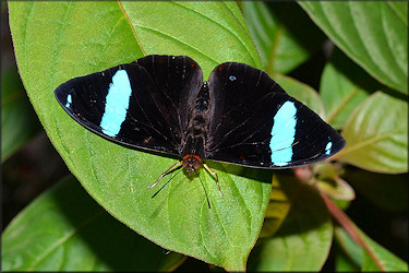 Nessaea aglaura Common Olivewing