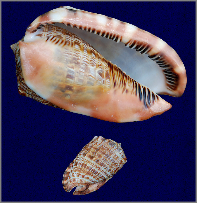 Cypraeacassis tenuis (Wood, 1828)