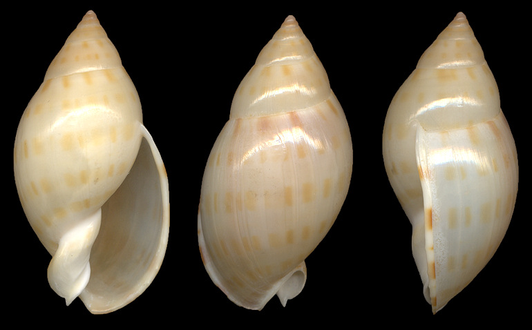 Casmaria ponderosa atlantica Clench, 1944