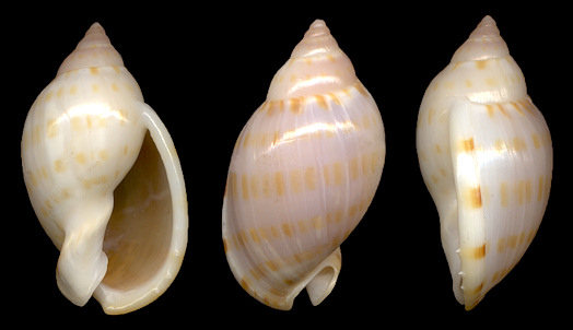 Casmaria ponderosa atlantica Clench, 1944