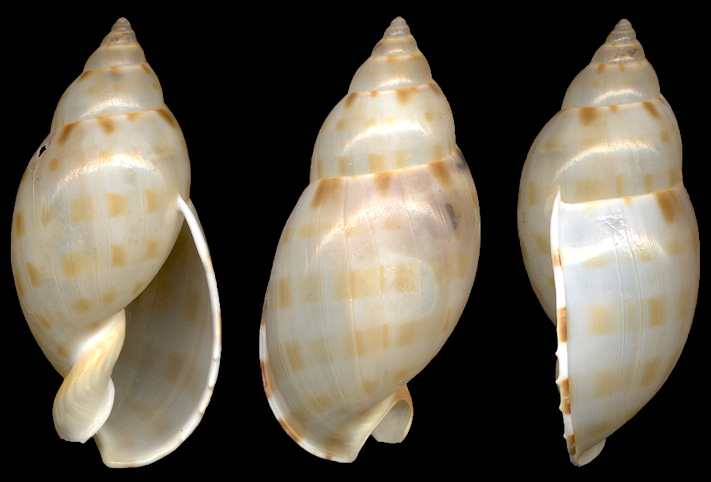 Casmaria ponderosa atlantica Clench, 1944