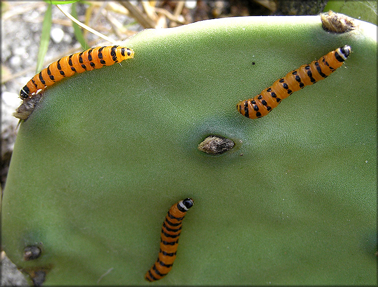 Cactus Moth Caterpillars [Cactoblastis cactorum]