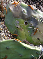 Cactus Moth Caterpillars [Cactoblastis cactorum]