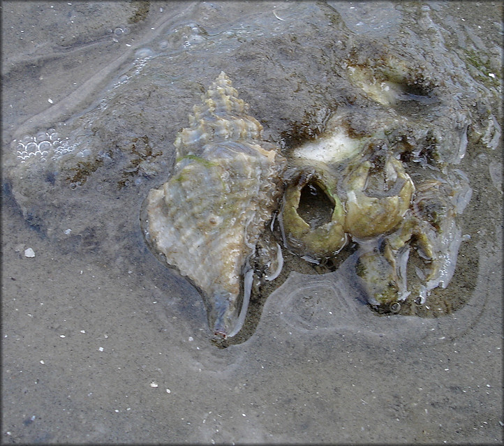 Eupleura caudata (Say, 1822) Thick-lip Drill In Situ