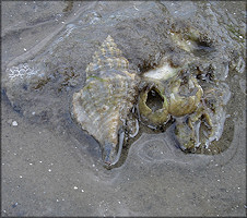 Eupleura caudata (Say, 1822) Thick-lip Drill In Situ