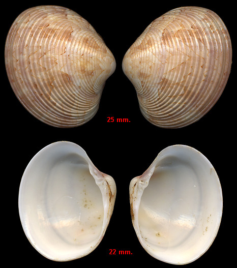  Callista eucymata (Dall, 1890) Glory-of-the-seas Venus