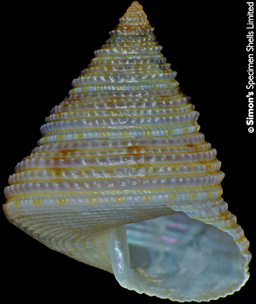 Calliostoma basulensis Poppe, Tagaro, and Vilvens, 2014