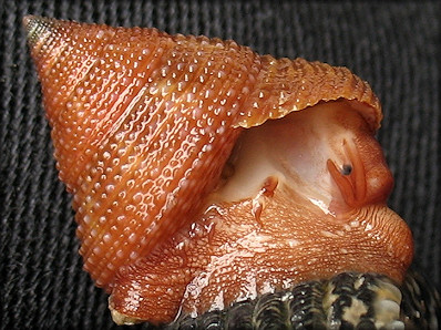 Calliostoma euglyptum (A. Adams, 1855) Sculptured Topsnail