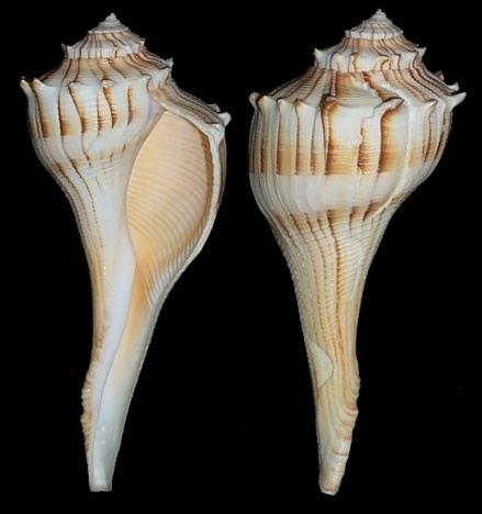 Lindafulgur candelabrum (Lamarck, 1816) Splendid Whelk