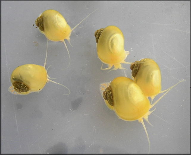 Pomacea hatchlings on 8/14/2007 