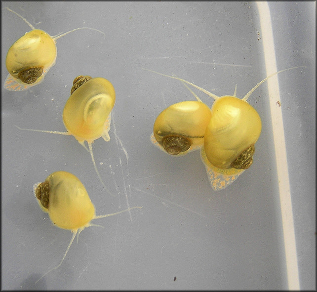 Pomacea hatchlings on 8/14/2007 