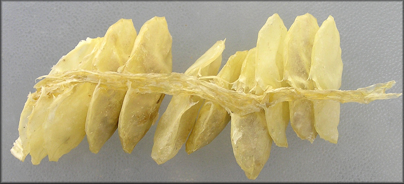 Egg Capsules - Busycotypus canaliculatus (Linnaeus, 1758)