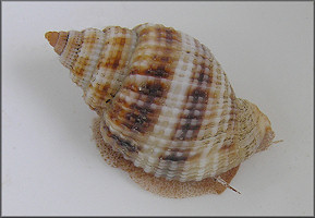 Cancellaria reticulata (Linnaeus, 1767)