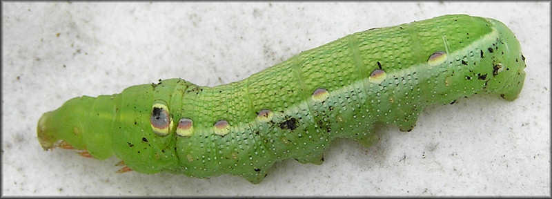 Tersa Spinx Moth Caterpillar (Xylophanes tersa) 