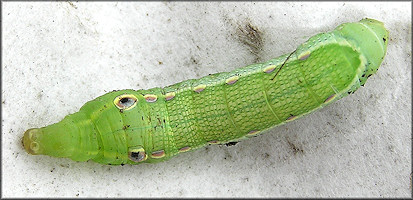 Tersa Spinx Moth Caterpillar (Xylophanes tersa) 