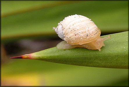 Succinea campestris Say, 1818 Crinkled Ambersnail In Situ