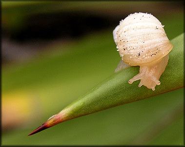 Succinea campestris Say, 1818 Crinkled Ambersnail In Situ