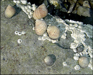 Littorina littorea (Linnaeus, 1758) Common Periwinkle In Situ