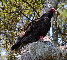 Turkey Vulture [Cathartes aura]