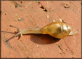 Euglandina rosea (Frussac, 1821) Juvenile