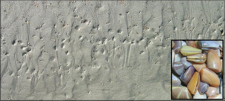 Donax variabilis Say, 1822 Variable Coquina In Situ