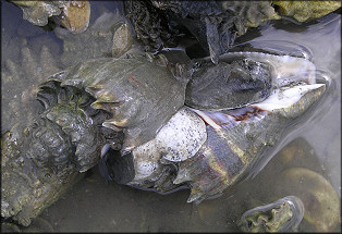 Melongena corona Mating