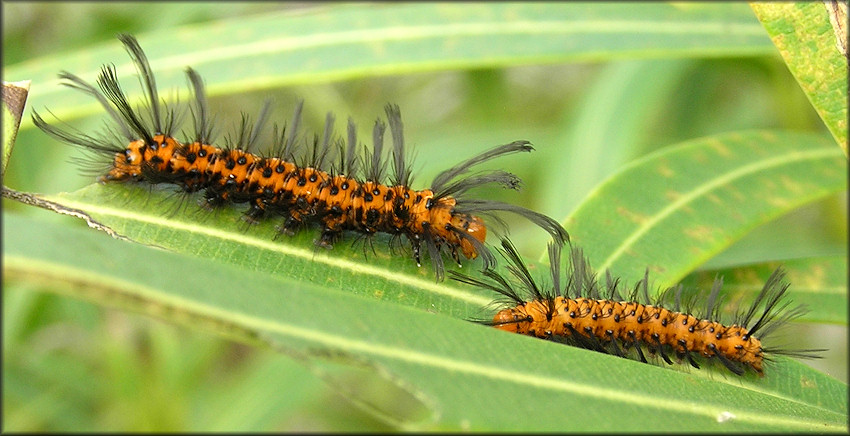 Oleander Moth Caterpillars [Syntomeida epilais]