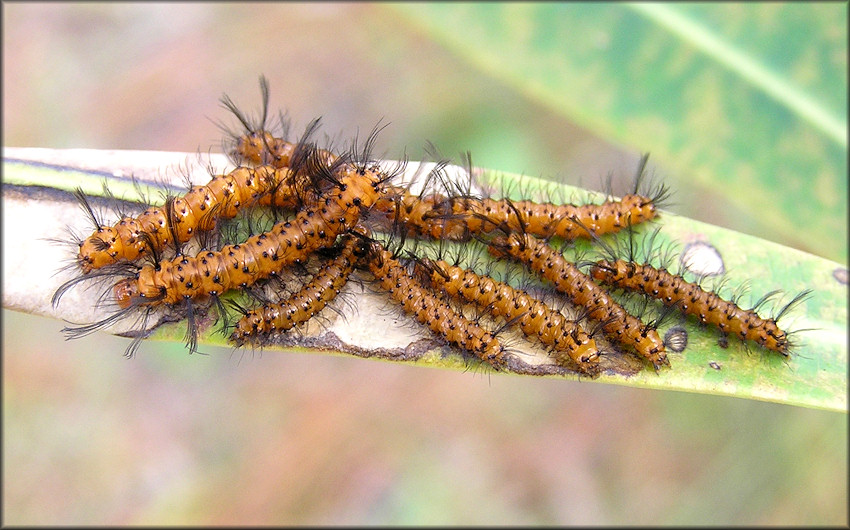 Oleander Moth Caterpillars [Syntomeida epilais]