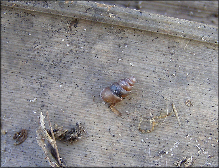 Pupoides albilabris (C. B. Adams, 1841) White-lip Dagger In Situ