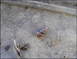 Pupoides albilabris (C.B. Adams, 1841) White-lip Dagger In Situ