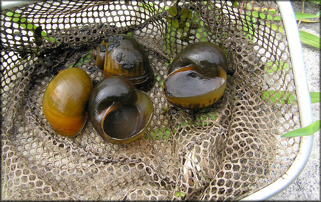 Pomacea maculata found near the box culvert outside the park