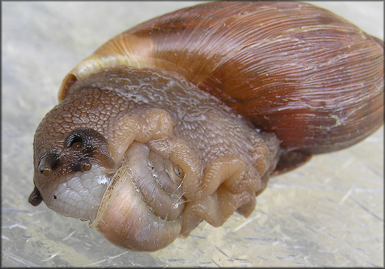 Euglandina rosea (Frussac, 1821) Feeding On Bradybaena similaris (Frussac, 1821)