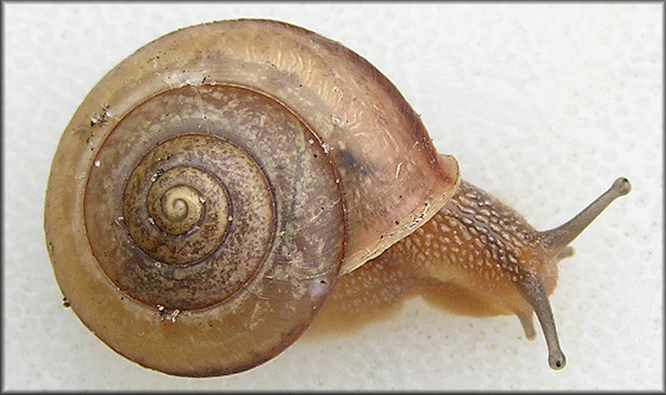 Bradybaena similaris (Frussac, 1821) Asian Tramp Snail