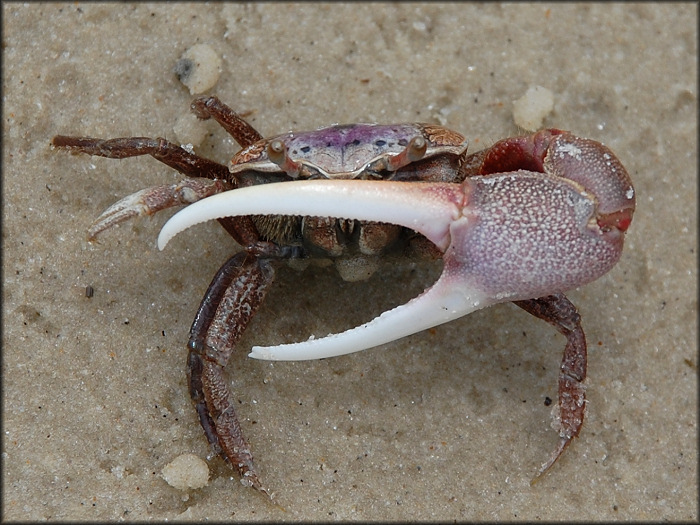 Uca minax Red-jointed Fiddler Crab