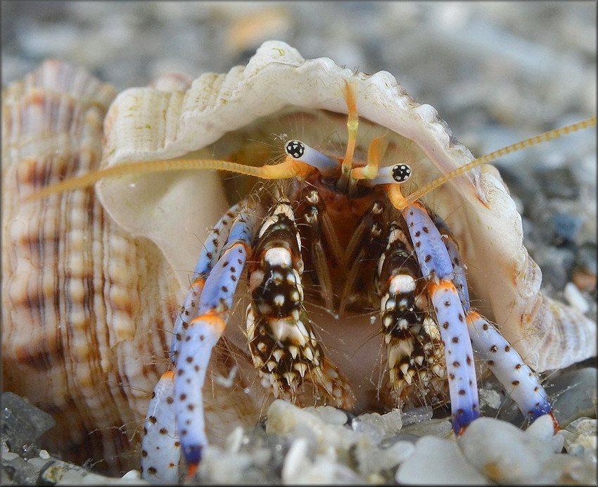 Cerithium atratum (Born, 1778) Dark Cerith] With Blueleg Hermit Crab [Clibanarius tricolor (Gibbes, 1850)]