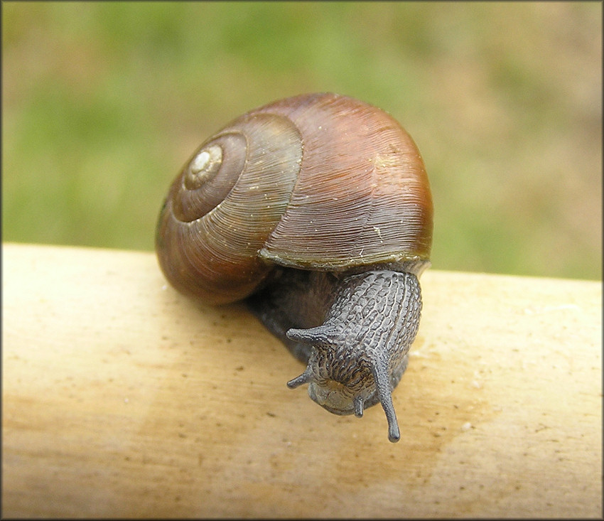 Mesomphix globosus (MacMillan, 1940) Globose Button