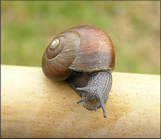 Mesomphix globosus (MacMillan, 1940) Globose Button