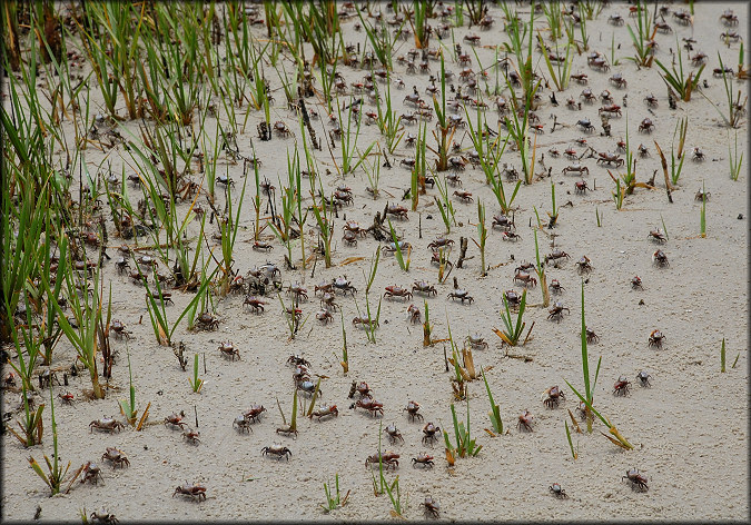 A Few Of the Uca minax Red-jointed Fiddler Crabs At Vilano Beach