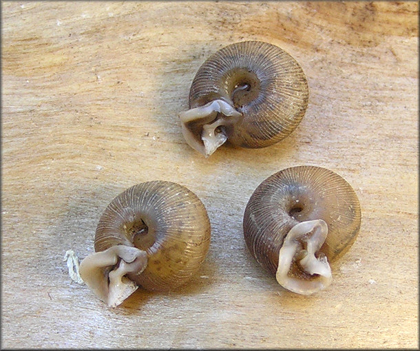 Live Daedalochila uvulifera (Shuttleworth, 1852) Found On 12/16/2014