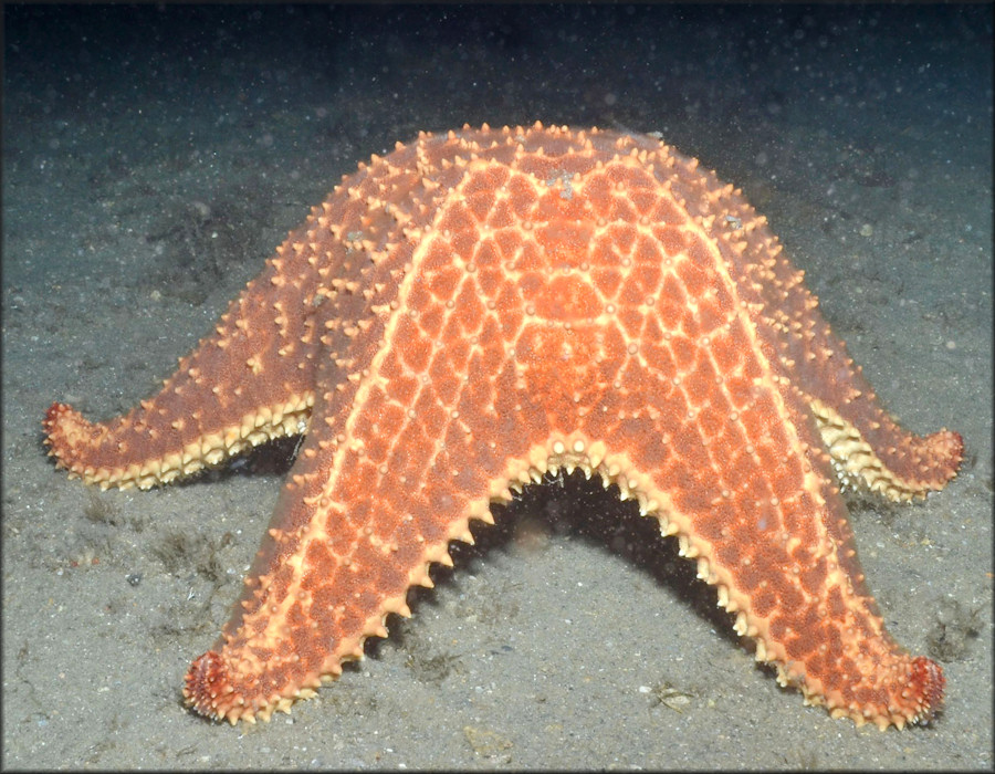 Oreaster reticulatus Cushion Sea Star Spawning