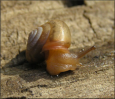 Praticolella mobiliana (I. Lea, 1841) Choctaw Scrubsnail