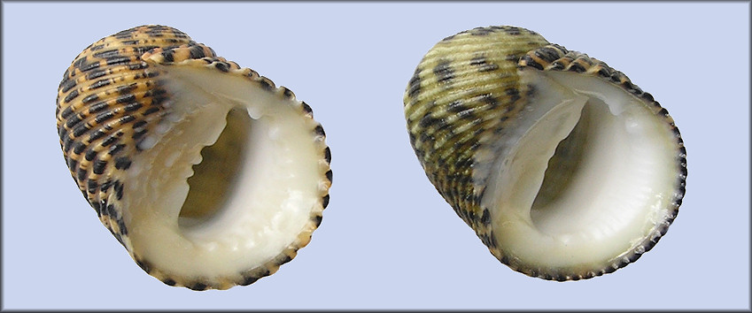 Nerita fulgurans Gmelin, 1791 Antillean Nerite