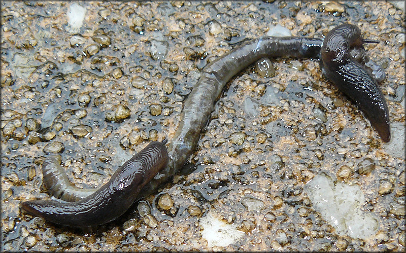 Deroceras laeve (Mller, 1774) Feeding On Deceased Earthworm