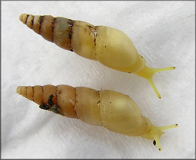 Allopeas gracile (Hutton, 1834) Graceful Awlsnail