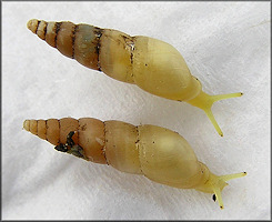 Allopeas gracile (Hutton, 1834) Graceful Awlsnail