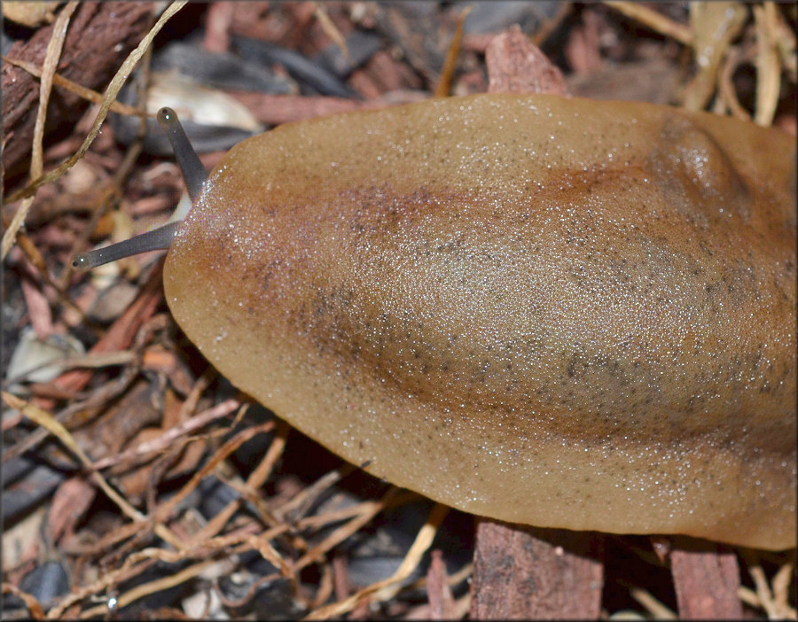 Sarasinula plebeia (P. Fischer, 1868) Caribbean Leatherleaf