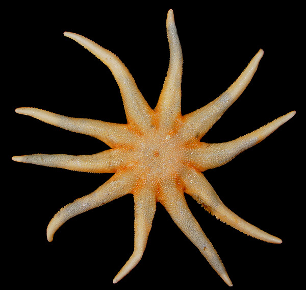 Solaster species E "Kessler's Sun Star"