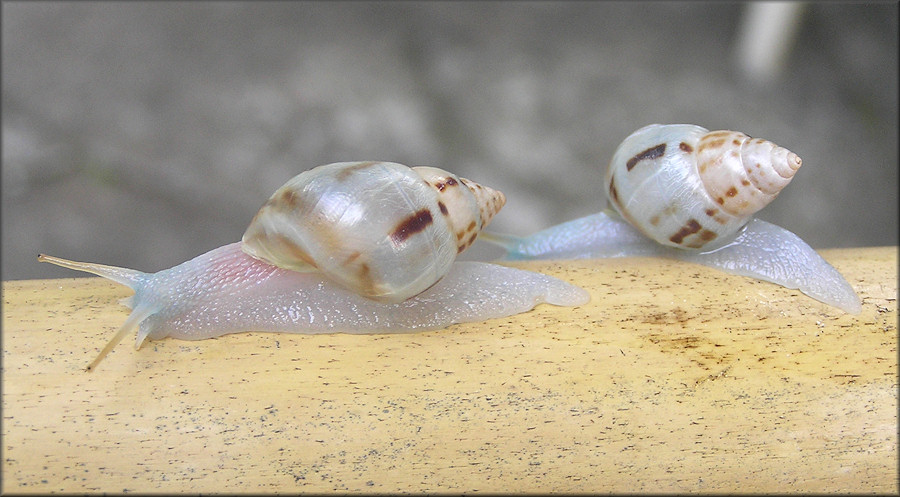 Drymaeus dormani (W. G. Binney, 1857) Manatee Treesnail