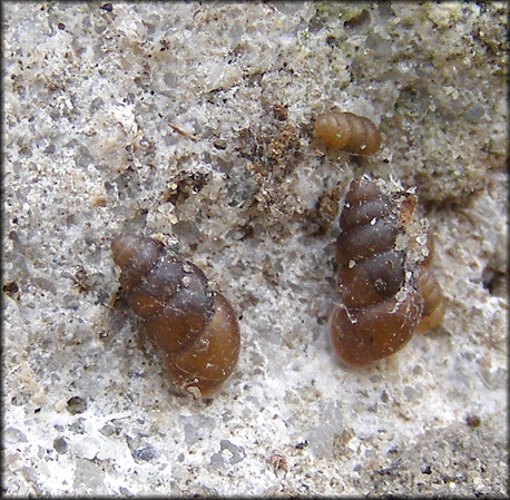 Pupoides albilabris (C. B. Adams, 1841) White-lip Dagger In Situ