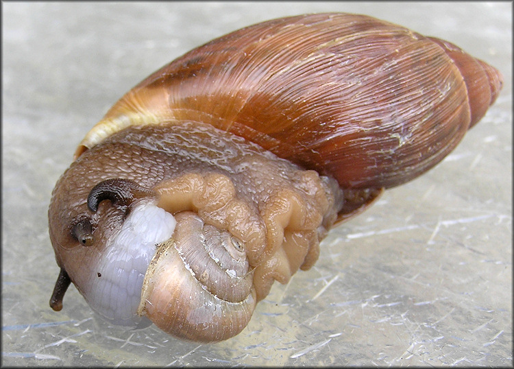 Euglandina rosea (Frussac, 1821) Feeding On Bradybaena similaris (Frussac, 1821)